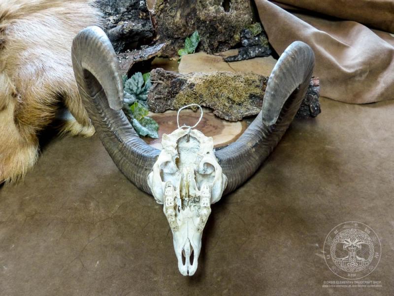 Mufflon-Schädel mit Hörnern (ohne Unterkiefer)