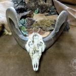 Mufflon-Schädel mit Hörnern (ohne Unterkiefer)